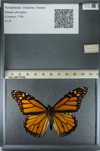 Media type: image;   Entomology 181541